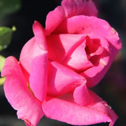 Rosa  Senteur Royale - růžová - Stromkové růže s květmi čajohybridů - stromková růže s rovnými stonky v koruně